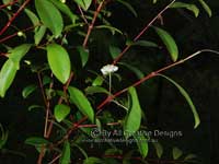 Simple inflorescence Plum Myrtle Flower