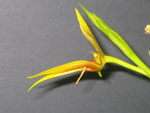 Bulbophyllum Orthoclossum