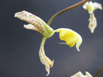 Gongora truncata yellow lip