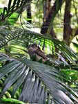 Collared Sparrowhawk Accipiter cirrhocephalus