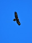 Aquila audax Wedge-tailed Eagle