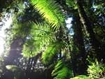 Forest Bangalow Palms