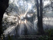Cool temperate rainforest Light Play