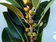 Ficus rubiginosa Fruit Ficus rubiginosa