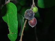 Creek Sandpaper Figs, Ficus coronata Fruit