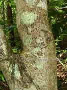 Forest Maple Cryptocarya rigida Bark
