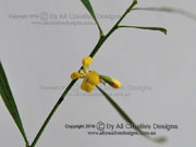 Flower Daviesia arborea