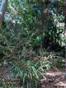 Grevillea longifolia Serrated-leaved Grevillea