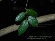 Grey Handlewood Aphananthe philippinensis Leaves