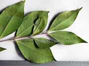 Grey Myrtle Backhousia myrtifolia Leaves