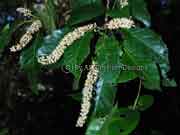 Flower Grey Possumwood Quintinia verdonii