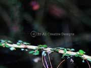 Small-leaved Spurge Phyllanthus microcladus Leaves