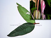 Leaves Powderpuff  Lilly Pilly Syzygium wilsonii ssp. wilsonii