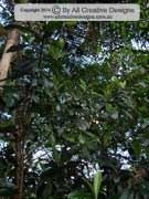 Loquat Eriobotrya japonica