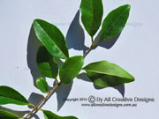 Small-leaved Privet Ligustrum sinense Leaves