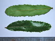 Brown Tuckeroo Cupaniopsis flagelliformis var.australis Leaflets