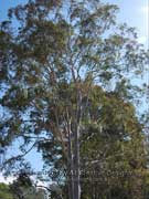 Eucalyptus citriodora Lemon-scented Gum