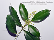 Glossy Laurel, Cryptocarya laevigata Twig