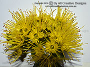Flower of Xanthostemon chrysanthus Golden Penda