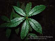 Hairy Gardenia Atractocarpus hirtus Leaves