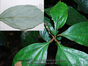 White Bolly Gum Neolitsea dealbata Leaves