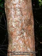 Onionwood Satinash Syzygium alliiligneum Bark