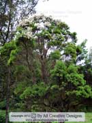 Tea Tree Melaleuca alternifolia
