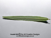 Velvet Kerrawang Commersonia salviifolia Leaf
