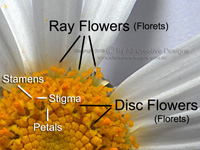Compound inflorescence Disc Ray Flowers