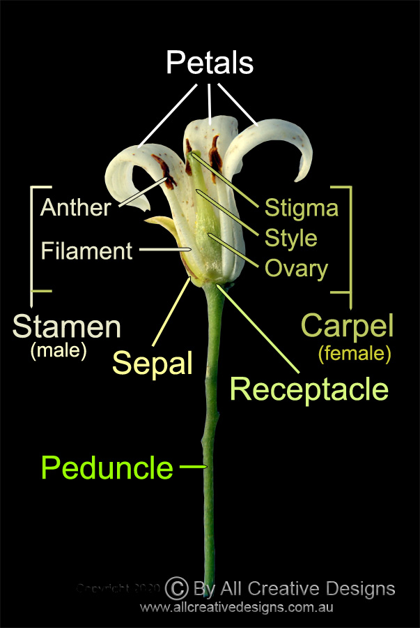 Flower Carpel