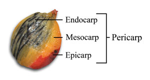 Pericarp, Endocarp, Mesocarp, Epicarp