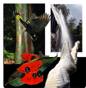 Web Gallery, Australian Tree Identification Images