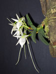 Angraecum aloefolium
