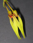 Bulbophyllum Biflorum