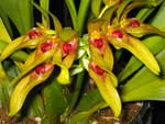 Bulbophyllum Graveolens
