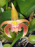 Bulbophyllum Lobbii red