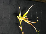 Bulbophyllum Sulawesii