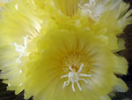 Notocactus flower detail