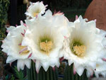 Trichocereus flower