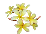 Frangipani yellow transparent