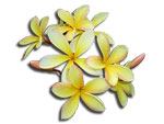 Frangipani yellow