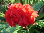 Geranium 'red'