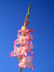 Gladioli white-pink