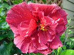 Hibiscus red