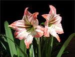 Hipppieastrum white-pink Selection