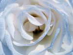 Rose White Detail