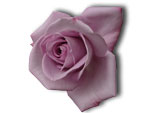 Rose Rose Pink on White Backgorund