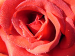 Rose Red detail