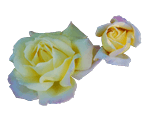 Rose Yellow on transparent background