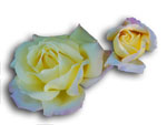 Rose Yellow on white background